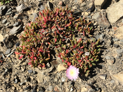 Disphyma australe australe