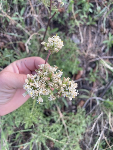 desert Indianbush (Psacalium decompositum)