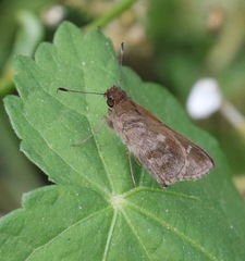 Cymaenes trebius