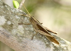 Schistocerca impleta