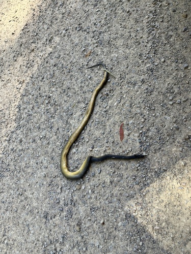 Water Python sighting