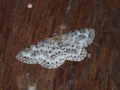 Percnia suffusa