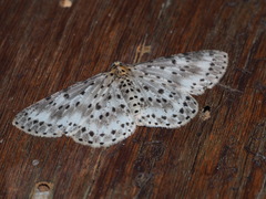 Percnia suffusa