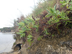 Veronica dieffenbachii
