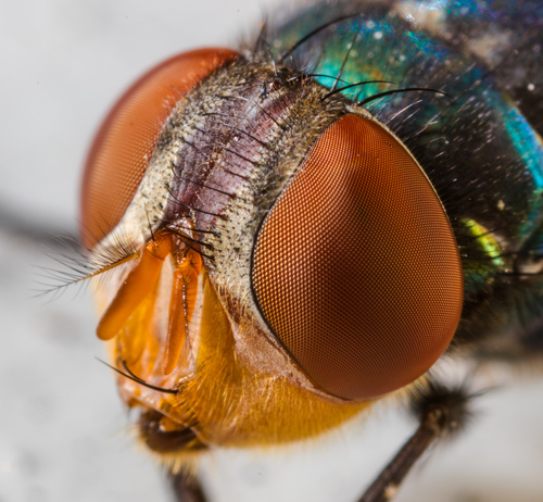 Oriental Latrine Fly photo 3