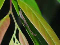 Miagrammopes orientalis