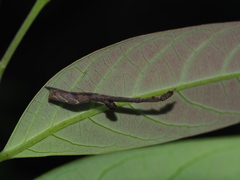 Miagrammopes orientalis