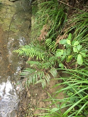 Blechnum novae-zelandiae