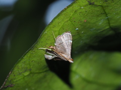 Cangetta hartoghialis