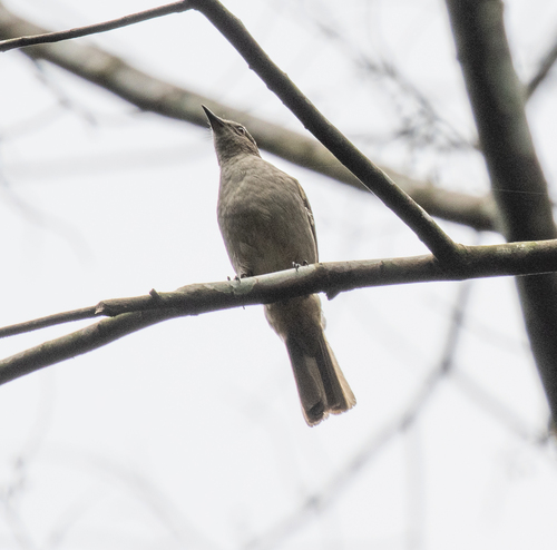 Slender-billed Greenbul (Stelgidillas gracilirostris)