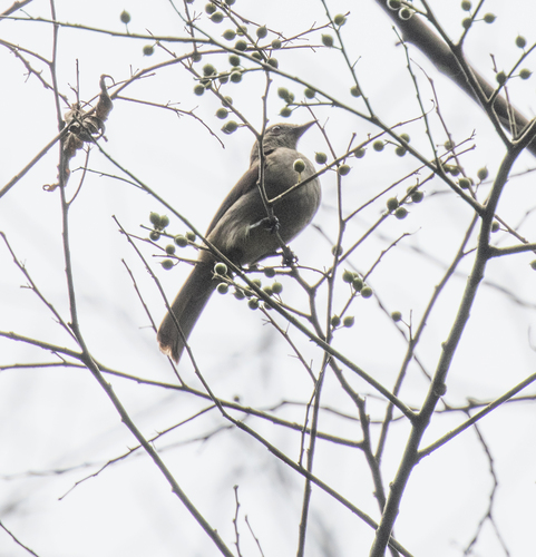 Slender-billed Greenbul (Stelgidillas gracilirostris), photo 2
