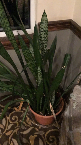 Sansevieria masoniana 'Mason Congo'