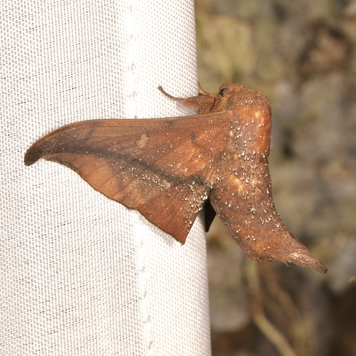 Psychocampa camarinus