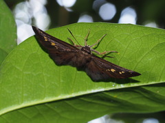 Seseria formosana