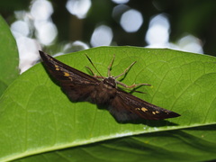 Seseria formosana