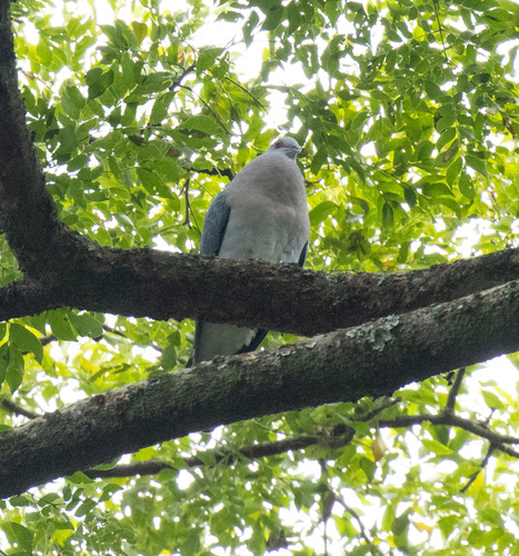 Afep Pigeon (Columba unicincta), photo 9