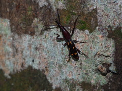 Orychodes