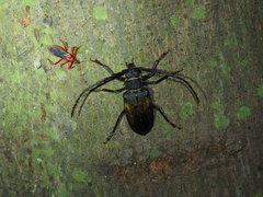 Tapeinus fuscipennis