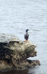 Phalacrocorax featherstoni