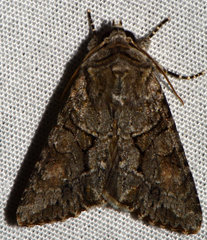 Achatia distincta