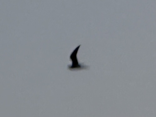 Collared Pratincole