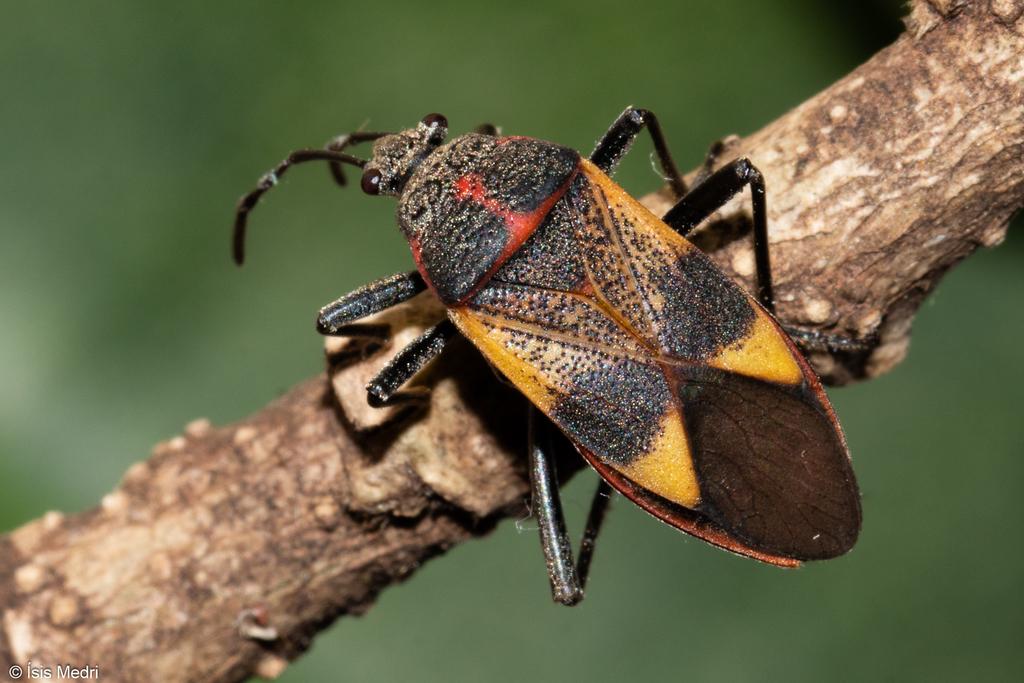 Largus ceblini