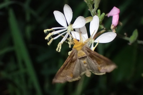 Unspotted Looper Moth photo 3