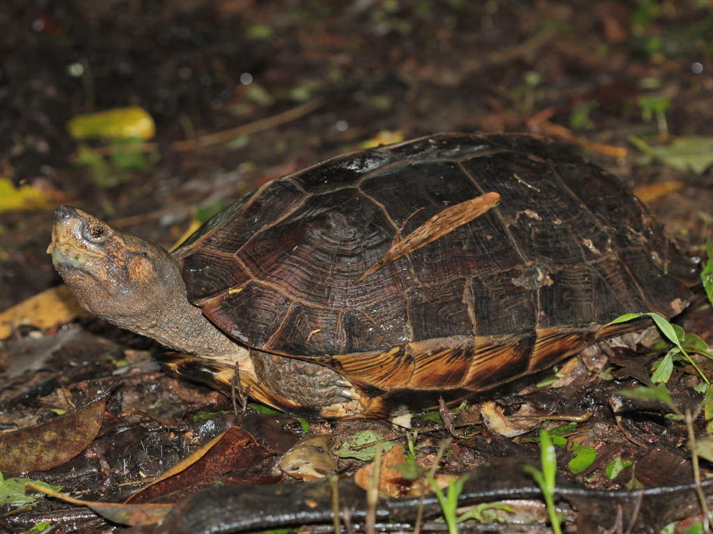 Giant Asian Pond Turtle