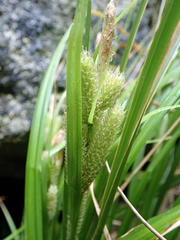 Carex ventosa