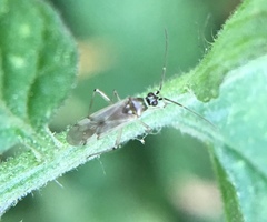 Engytatus modestus