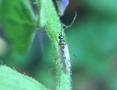 Engytatus modestus