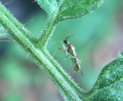 Engytatus modestus