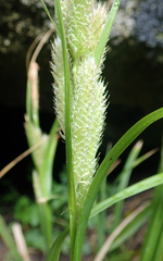 Carex ventosa