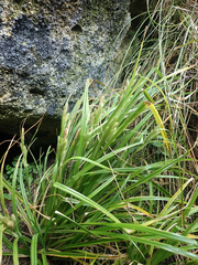 Carex ventosa