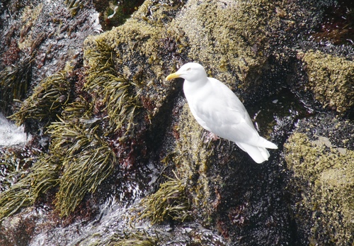 Sjeverni galeb (Larus hyperboreus)