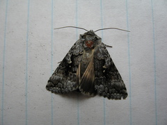 Syngrapha rectangula