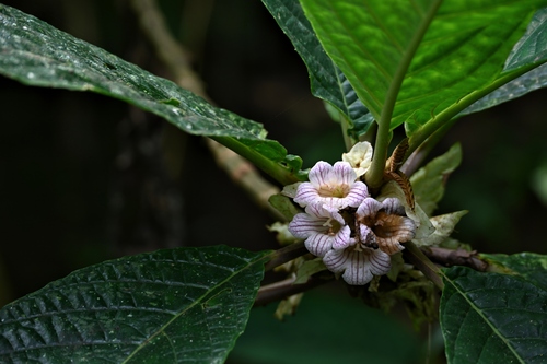 Cyrtandra cumingii