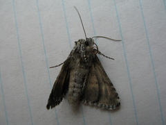 Syngrapha rectangula