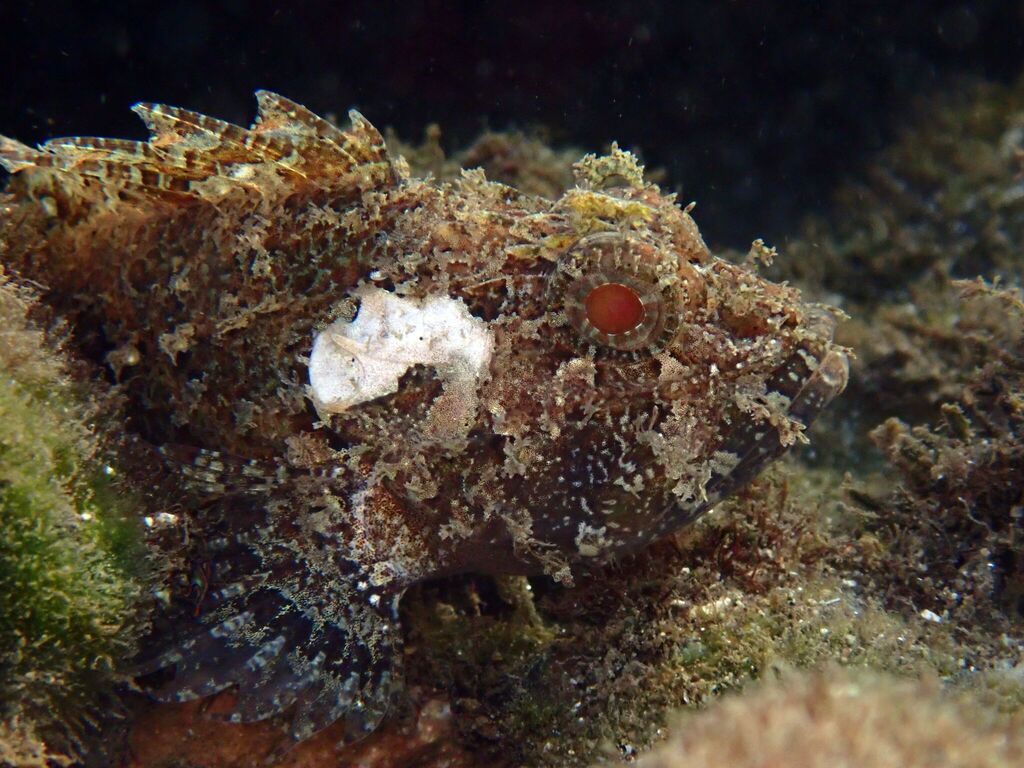 Hairy scorpionfish (Scorpaenodes hirsutus) — Scorpaenidae