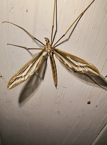 Unknown species found near Upper Rattlesnake, Missoula, MT 59802, USA