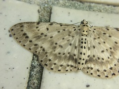 Percnia fumidaria