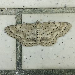 Percnia fumidaria