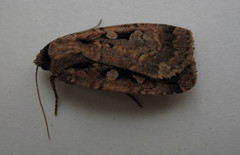 Diarsia jucunda