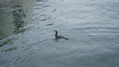 Phalacrocorax carbo hanedae