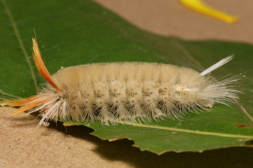 Sycamore Tussock Moth photo 6