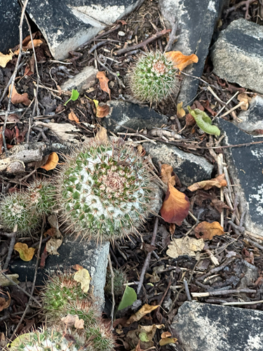 Foto de Mammillaria voburnensis
