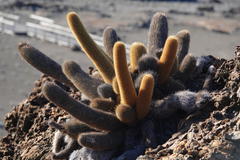 Brachycereus nesioticus