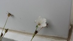 Campanula persicifolia