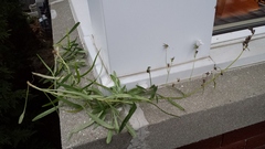 Campanula persicifolia