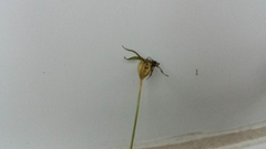 Campanula persicifolia